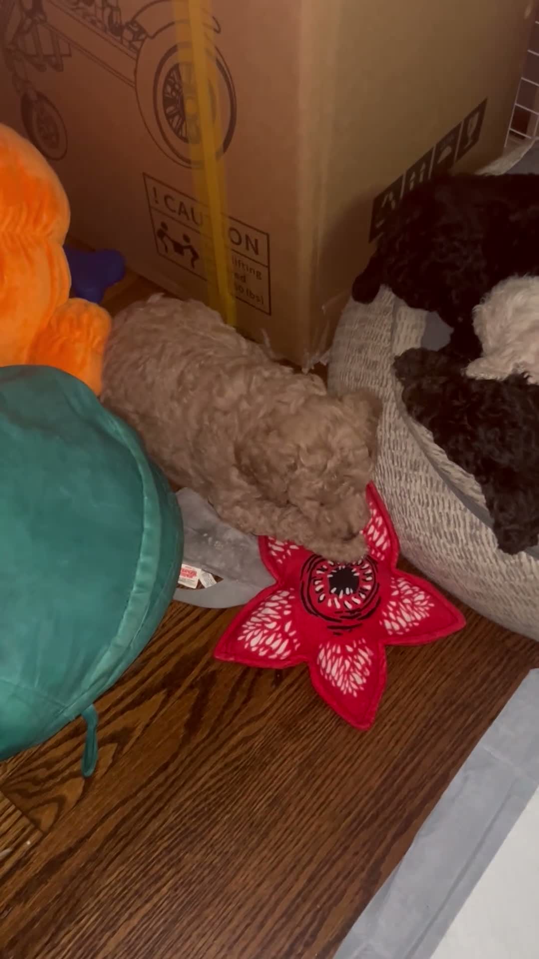 Goldendoodle dogs for sale: Mr Toes - Video 1