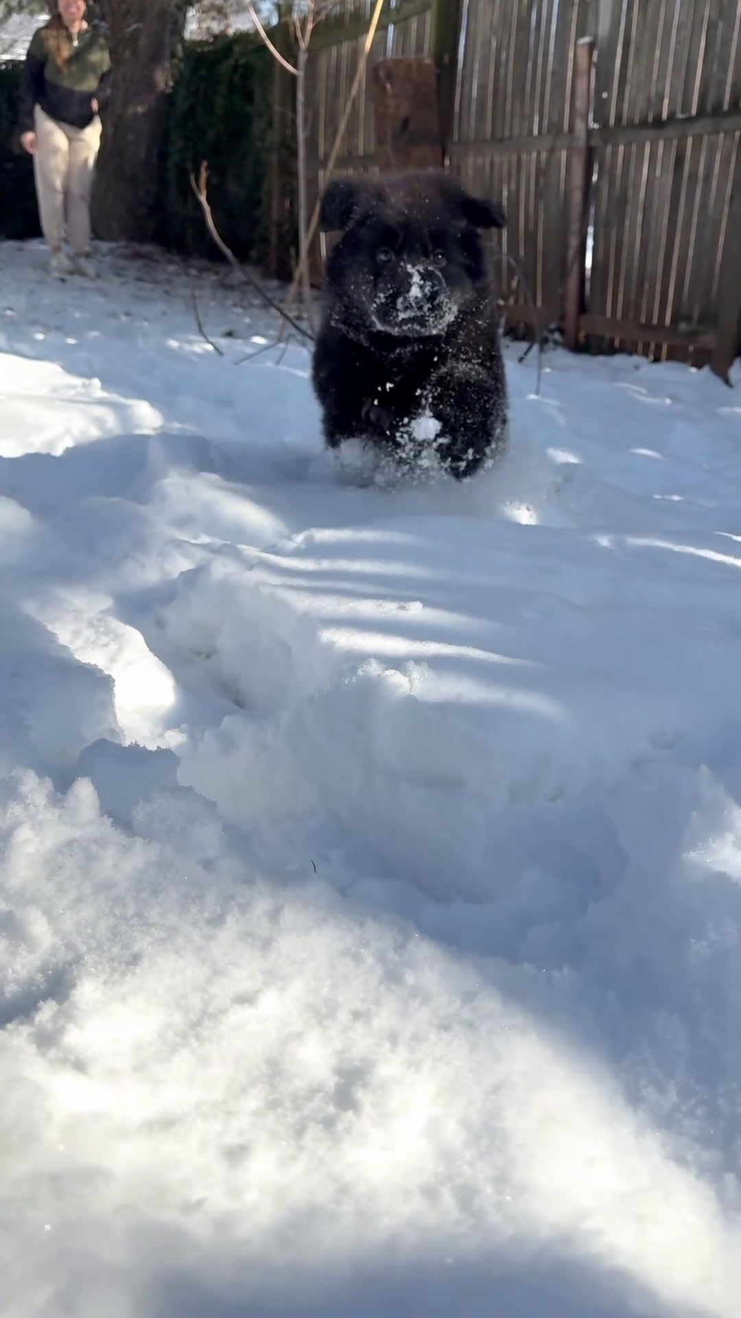 German Shepherd dogs for sale: Stormi - Video 1