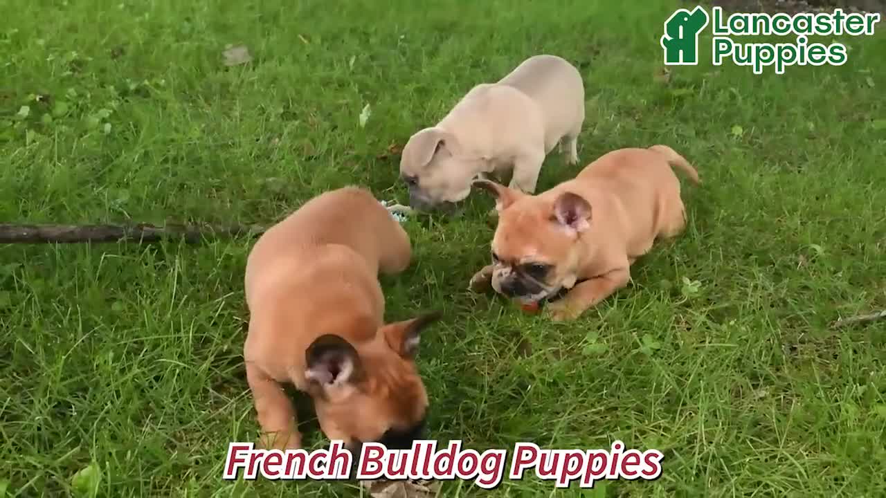 French Bulldog dogs for sale: Martha - Video 1