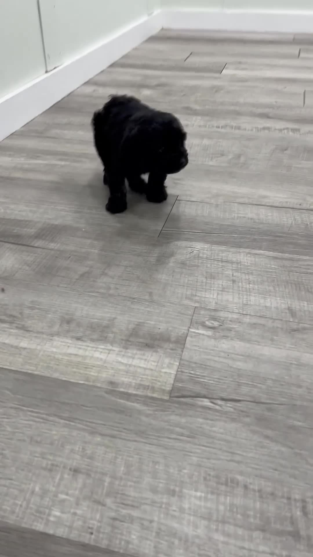 Cockapoo dogs for sale: Jasmine - Video 1
