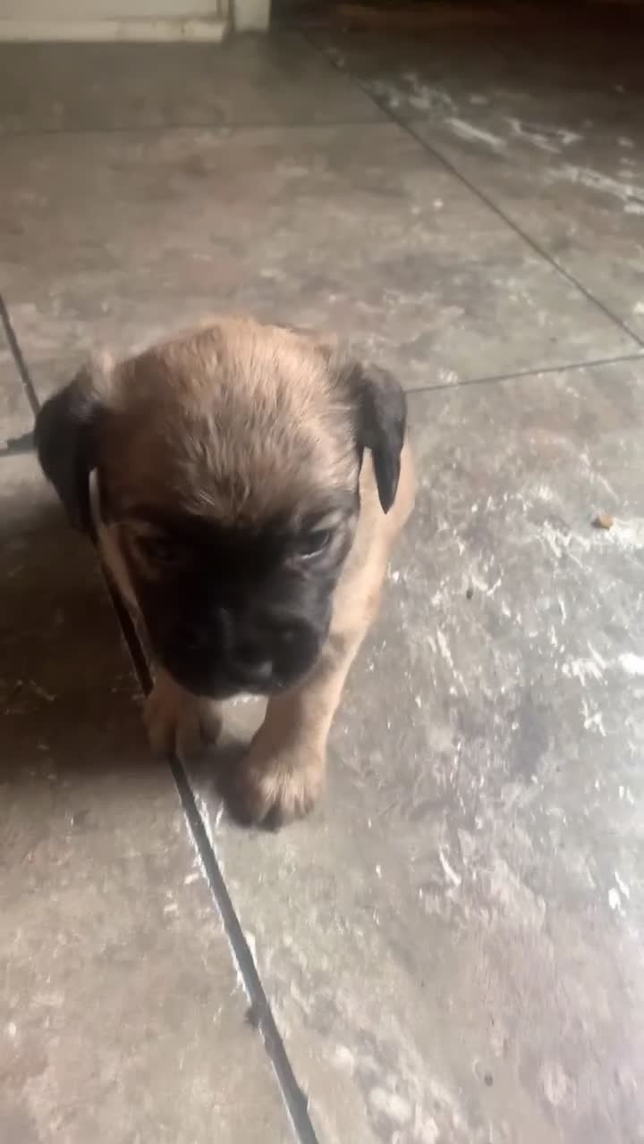 Mixed Breed dogs for sale: Red nose brindle pit bull mix with American mastiff  - Video 1