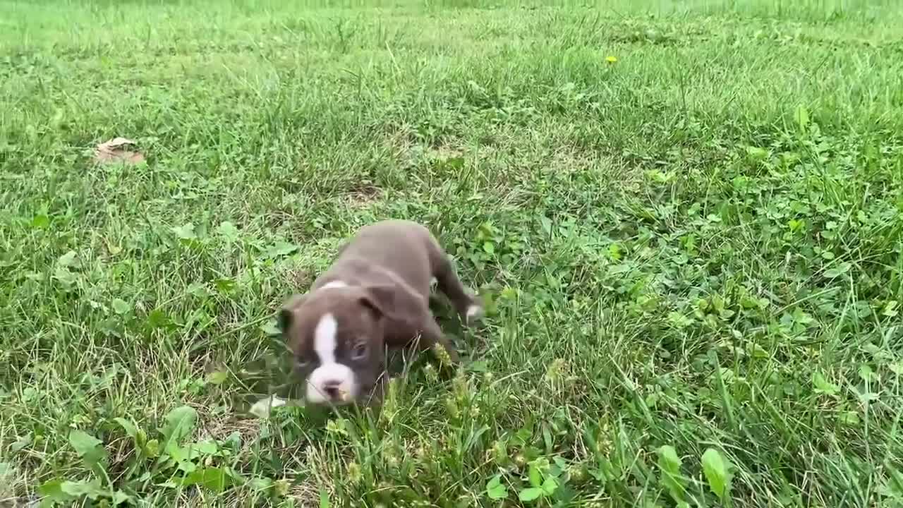 Boston Terrier dogs for sale: Gunner - Video 1