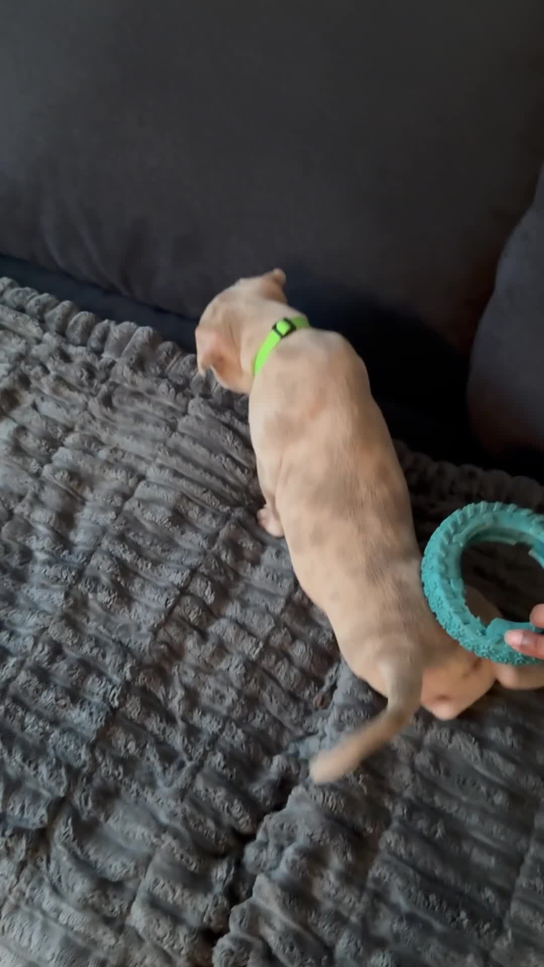 Mixed Breed dogs for sale: Blue - Video 4