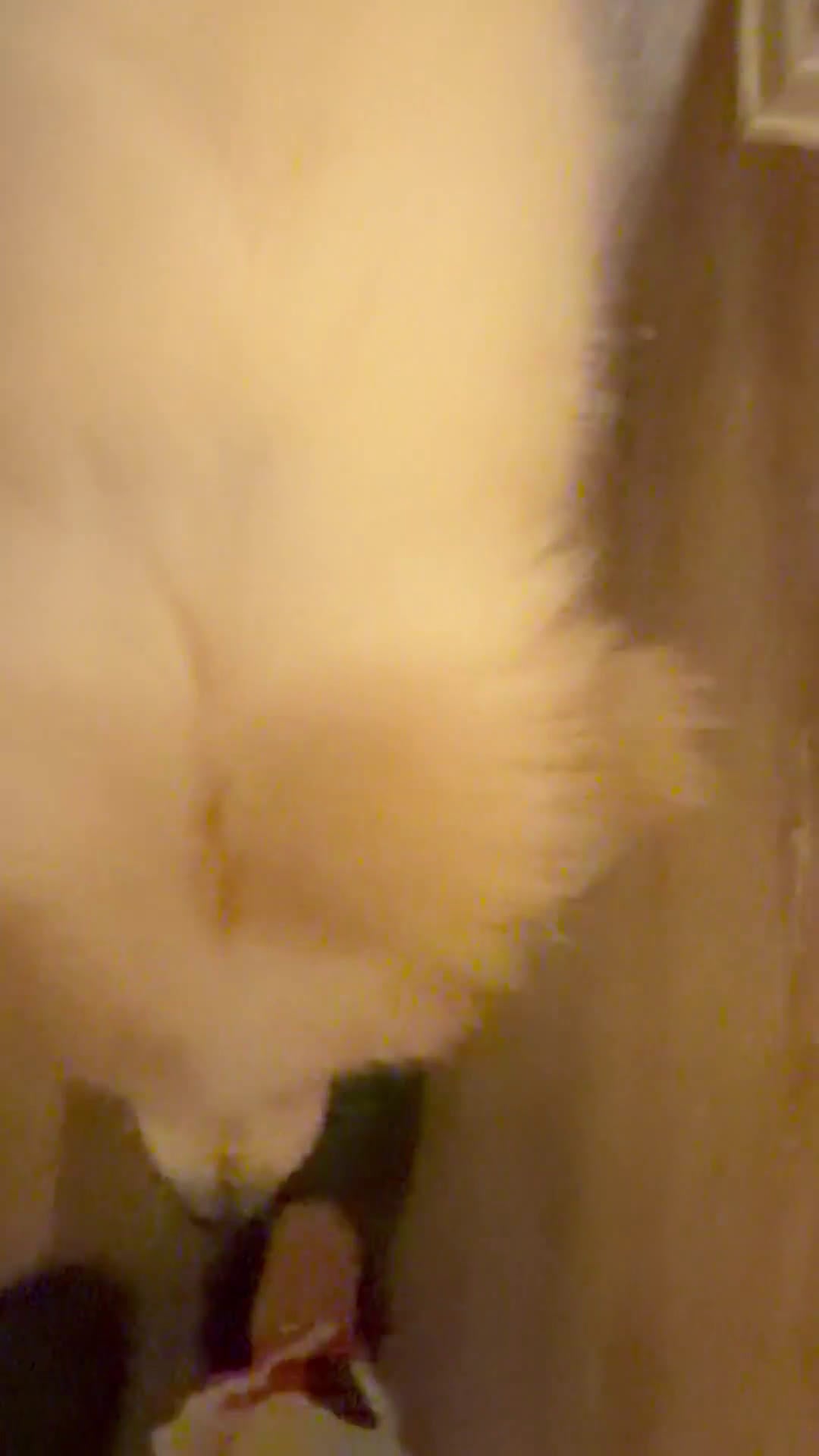 Great Pyrenees dogs for sale: Ravvy - Video 4