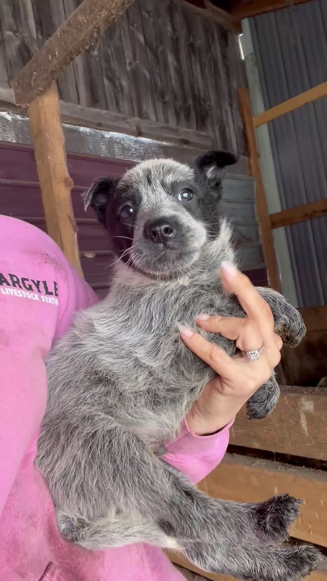 Australian Cattle Dog dogs for sale: Freddie - Video 1