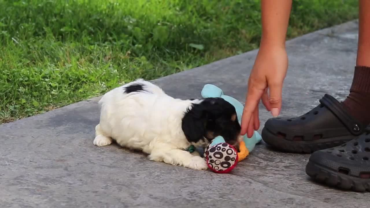 Cavapoo dogs for sale: Rubble - Video 1