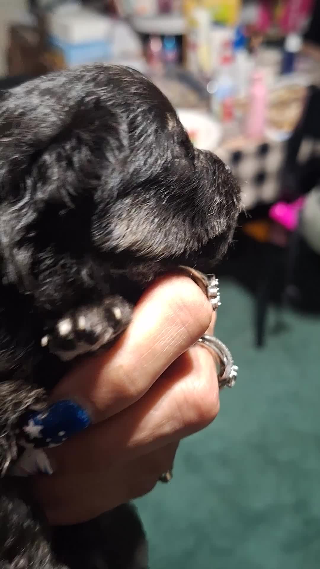 Pomeranian dogs for sale: Storm - Video 1