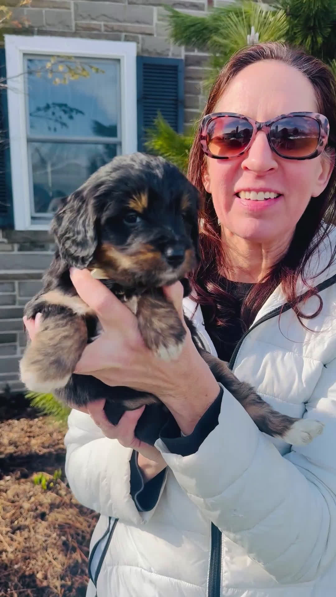 Bernedoodle dogs for sale: Sky - Video 1