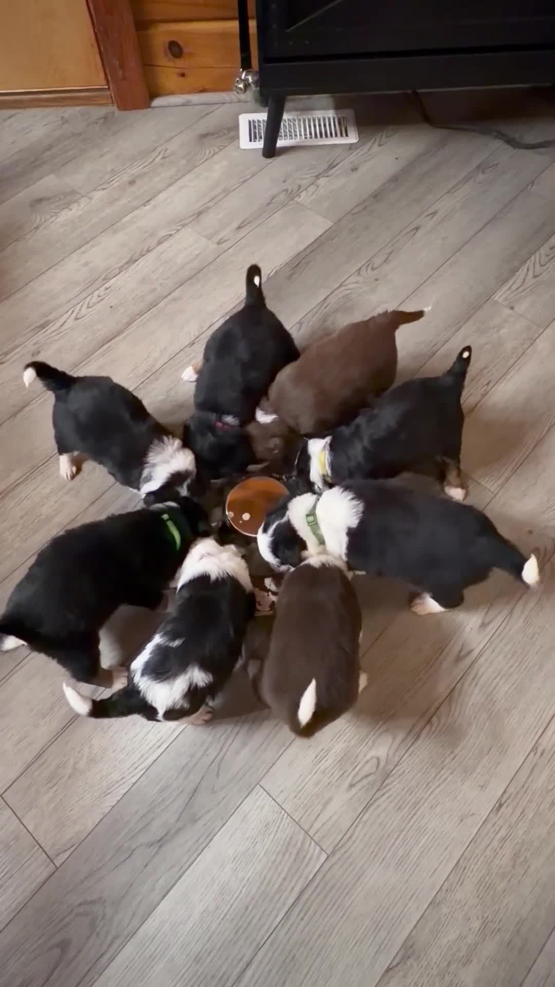 Mixed Breed dogs for sale: Mixed Breed 7 - Video 2