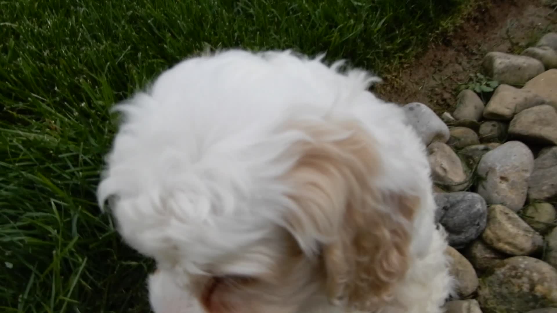 Cockapoo dogs for sale: Lucky - Video 2