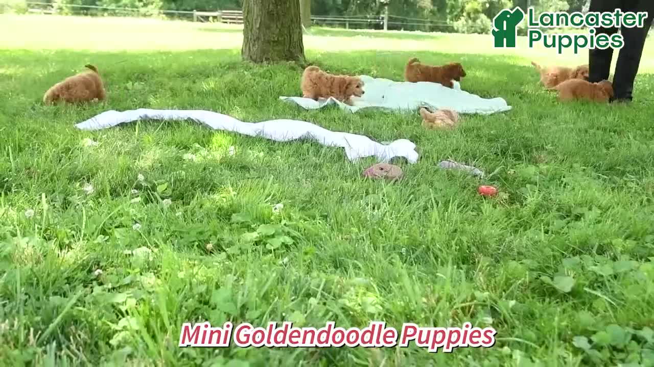 Mini Goldendoodle dogs for sale: Aspen - Video 1