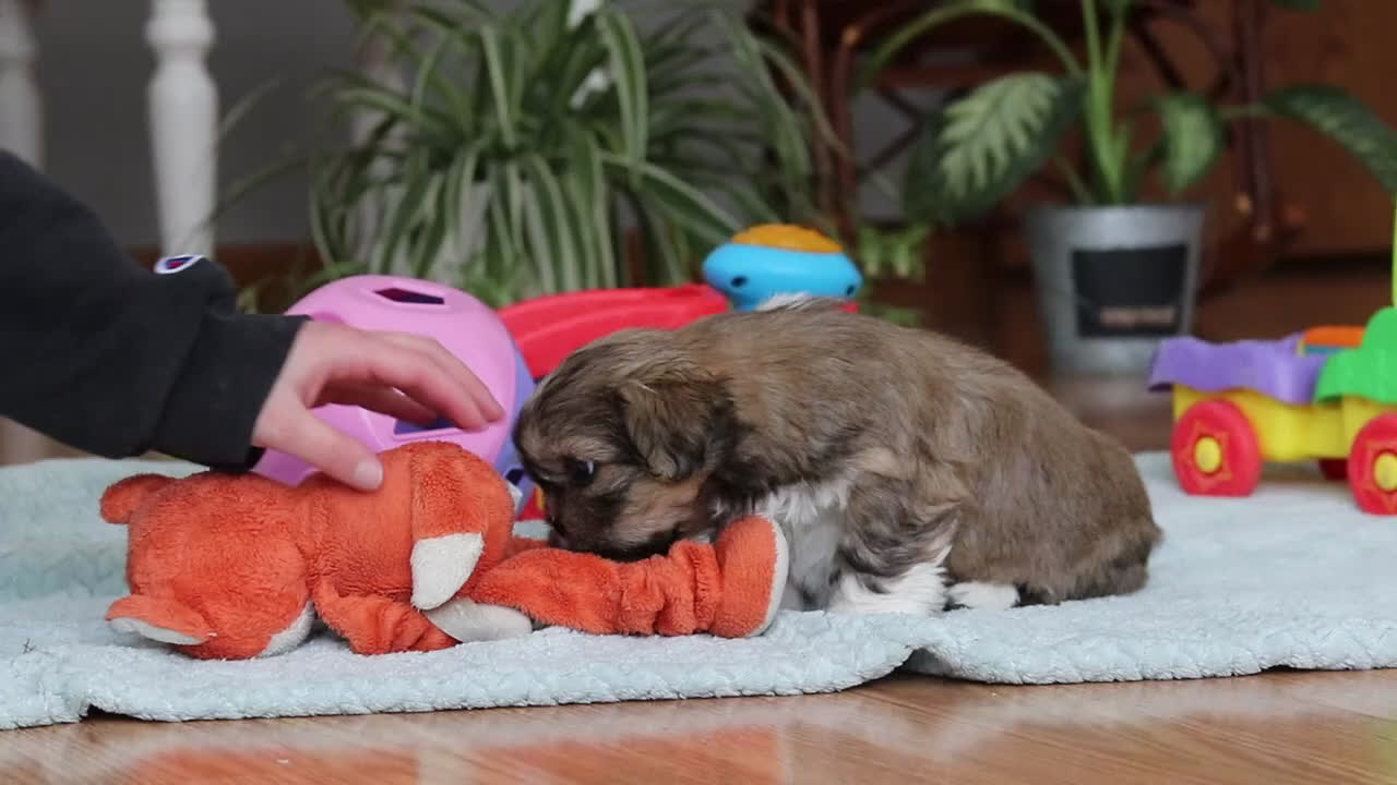 Shih Tzu dogs for sale: Carlson - Video 1