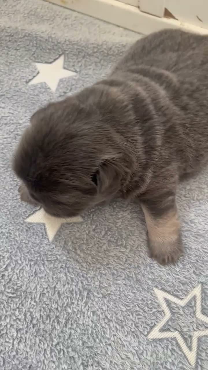 French Bulldog dogs for sale: JOLENE - Video 1