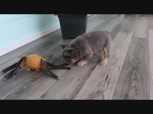 French Bulldog dogs for sale: Jasmine - Video 1