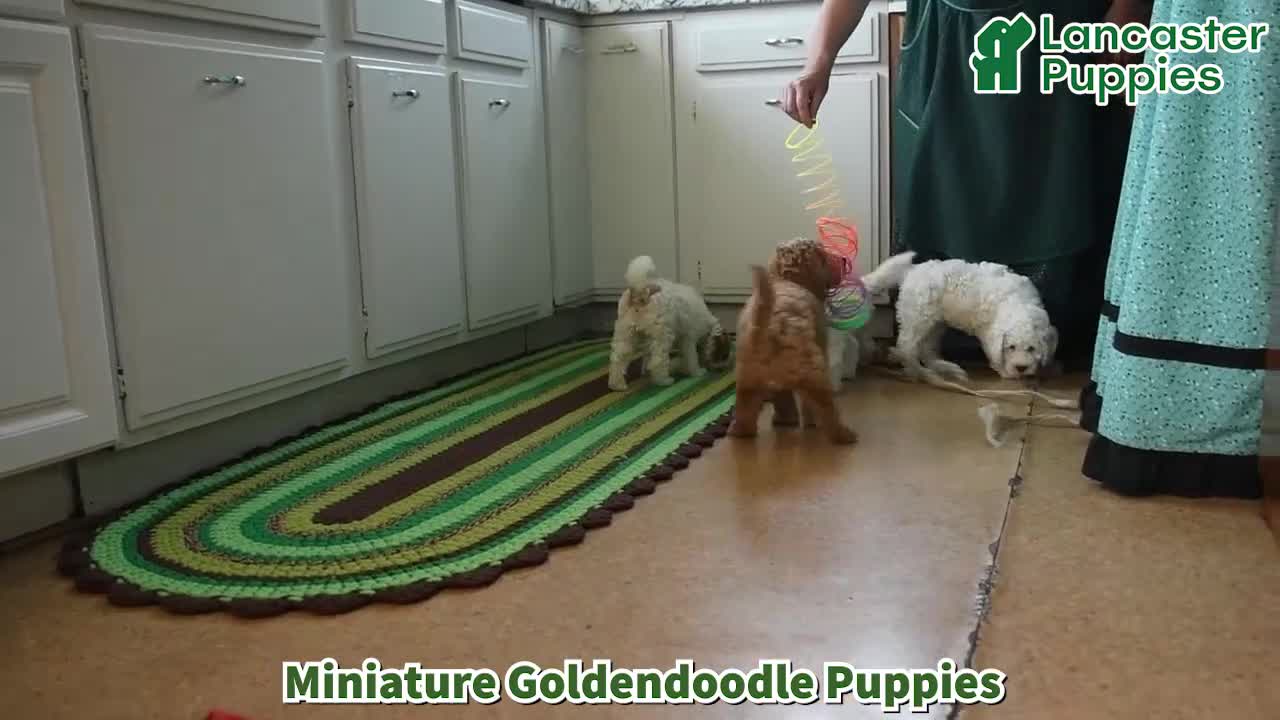 Mini Goldendoodle dogs for sale: Karabell  - Video 1