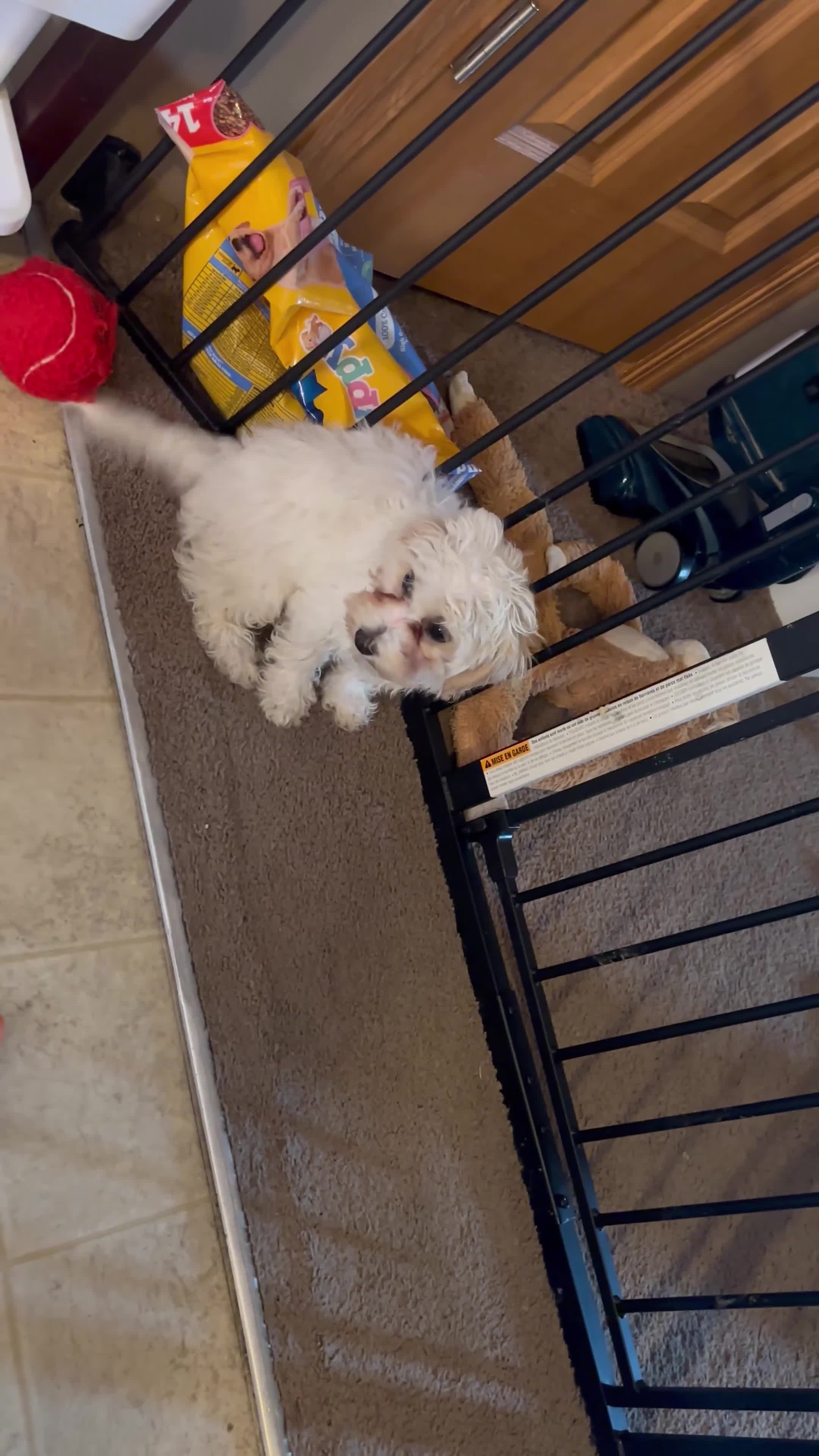 Maltipoo dogs for sale: Maltipoo 1 - Video 1