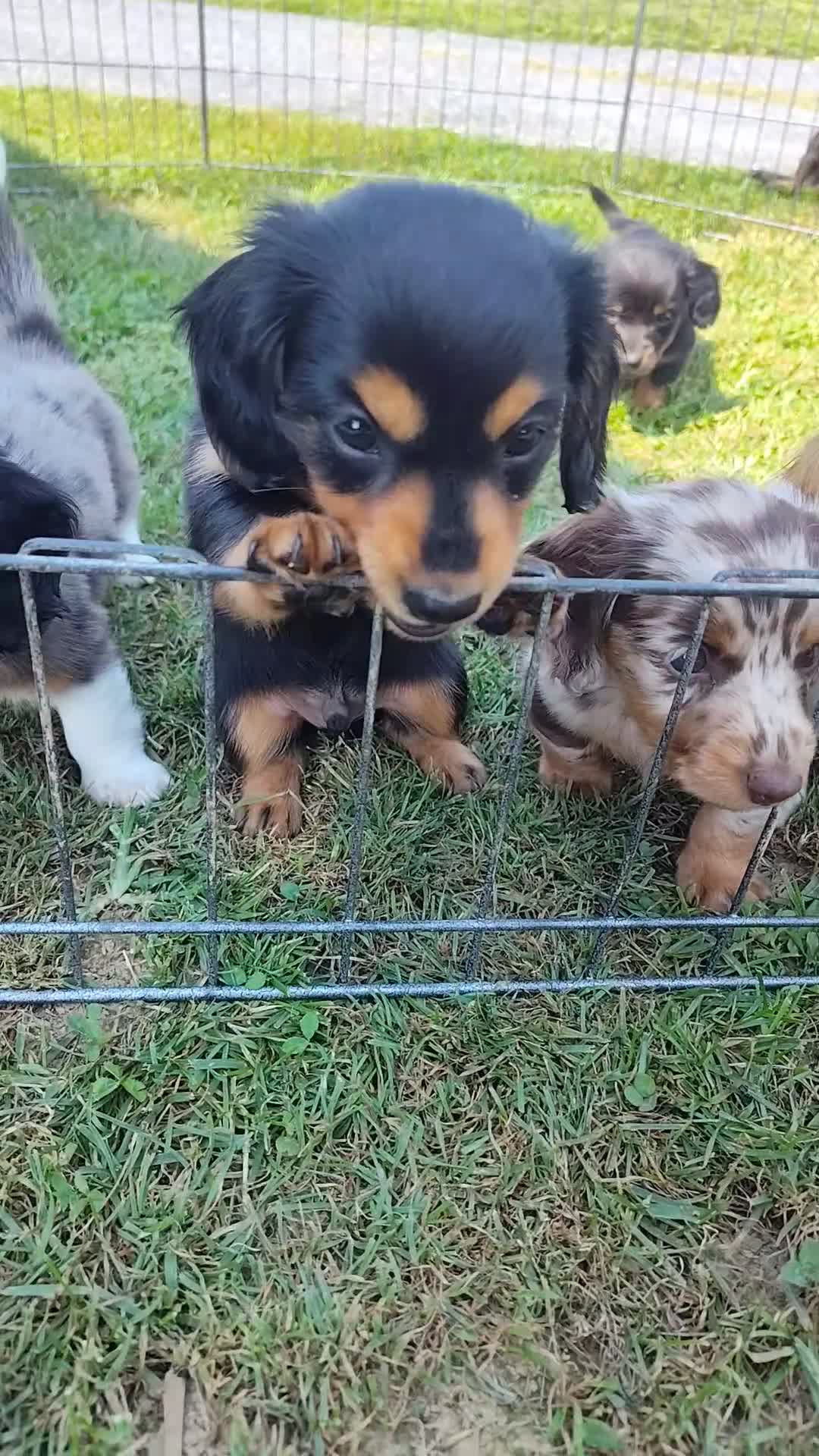 Miniature Dachshund dogs for sale: Forest - Video 1