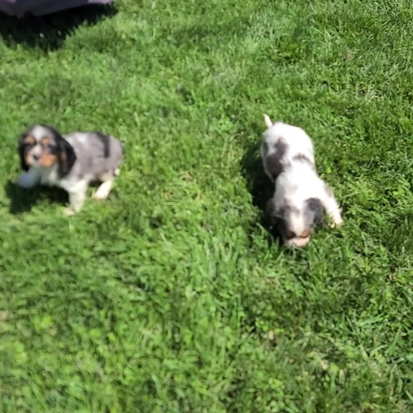 Mixed Breed dogs for sale: Ace - Video 1