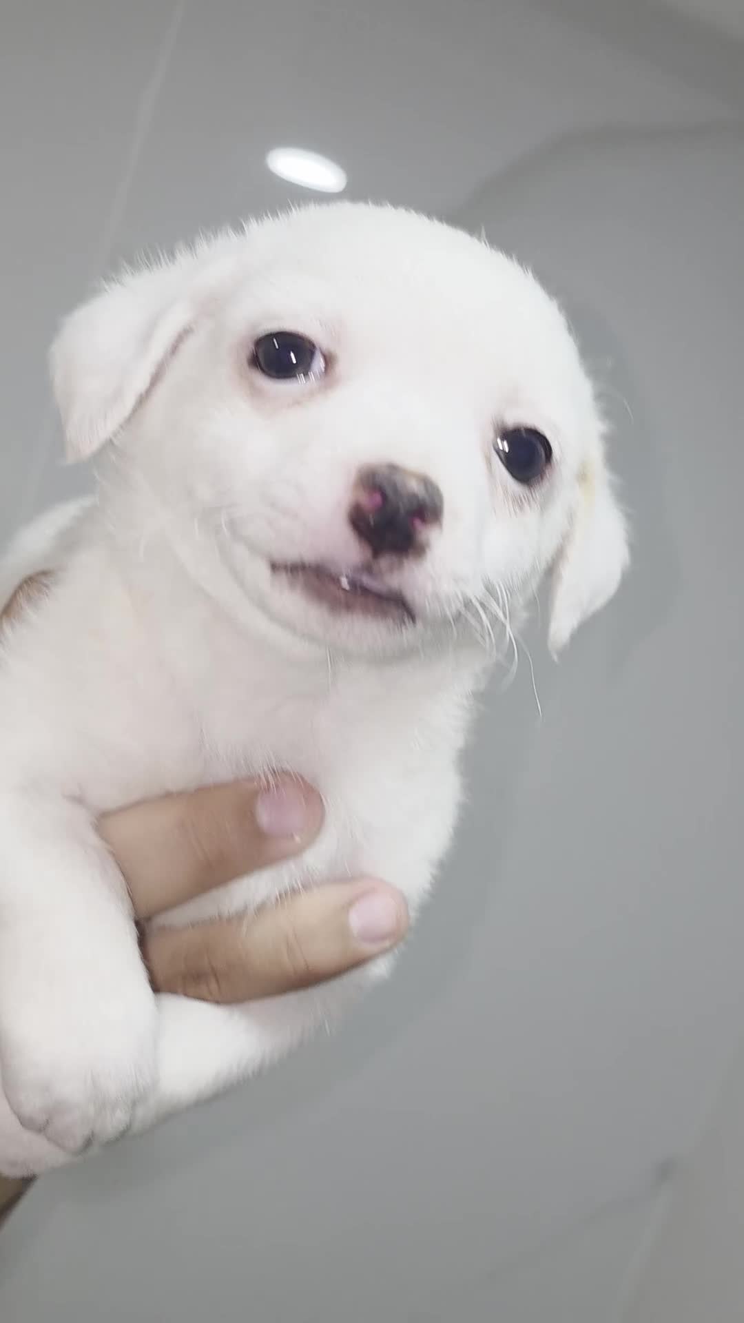 Chihuahua dogs for sale: Chihuahua luca - Video 1