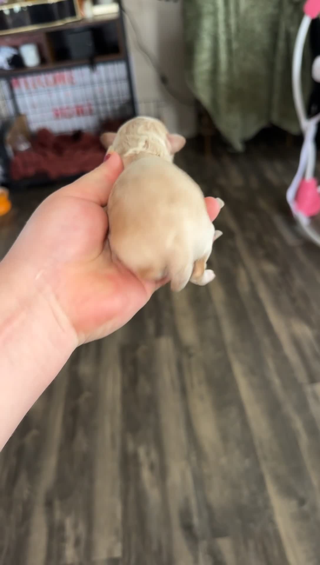 Pomapoo dogs for sale: Pomapoo 1 - Video 1
