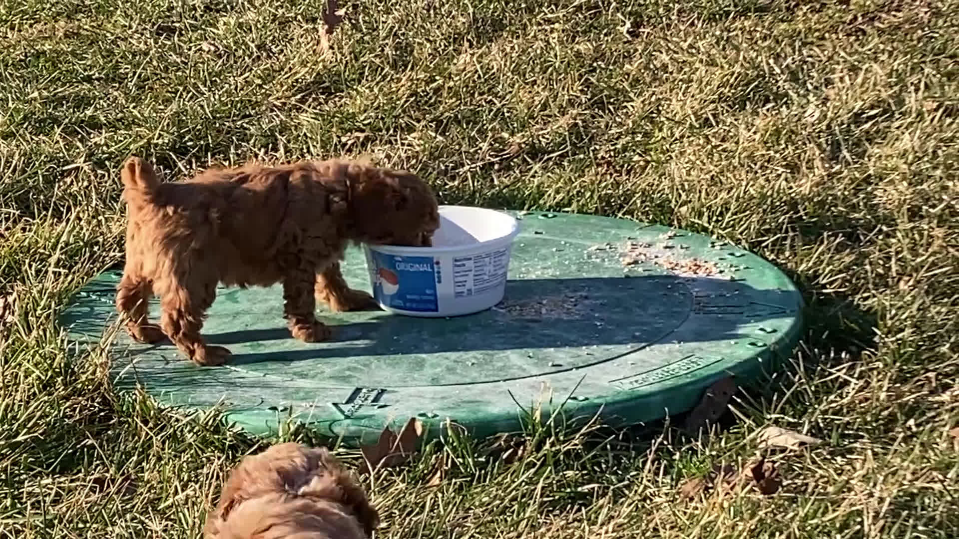 Toy Poodle dogs for sale: Brooke - Video 2