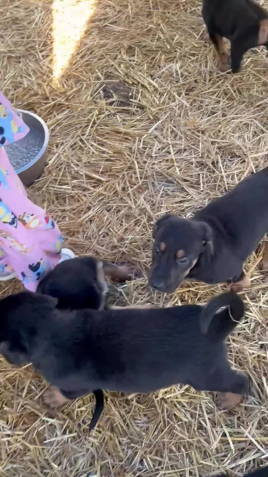 Mixed Breed dogs for sale: Doberman German shepherd  - Video 1