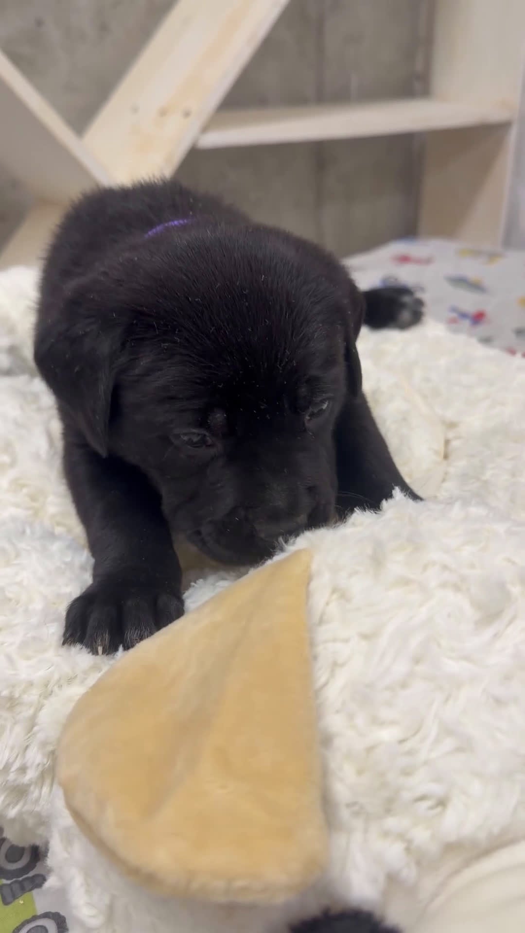 Cane Corso dogs for sale: Cane Corso Puppy 1 - Video 1