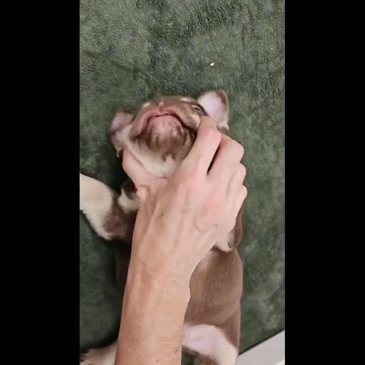 French Bulldog dogs for sale: Jerry - Video 1