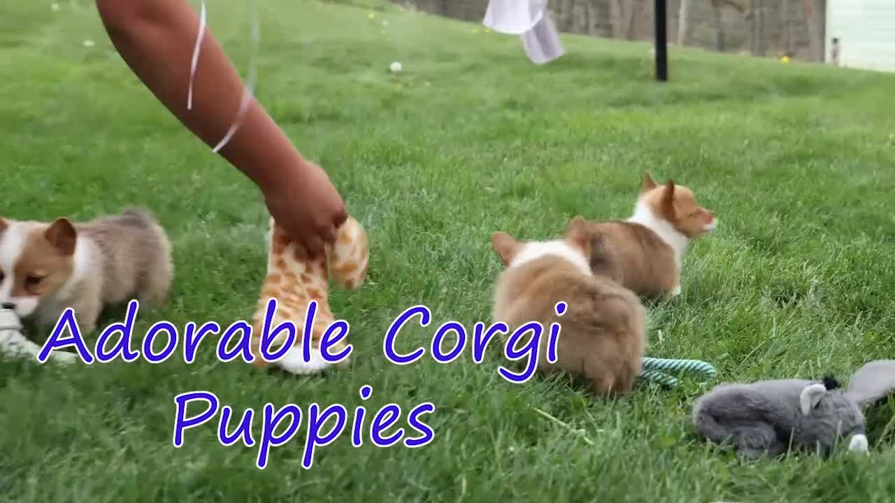 Welsh Corgi Pembroke dogs for sale: Denver 🐶💖 - Video 1