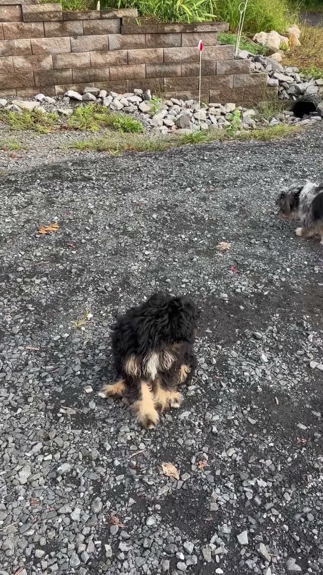 Aussiedoodle dogs for sale: Aussiedoodle 1 - Video 1