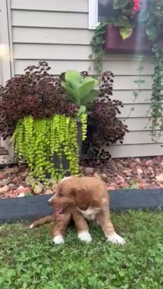 Mini Goldendoodle dogs for sale: Layla - Video 1