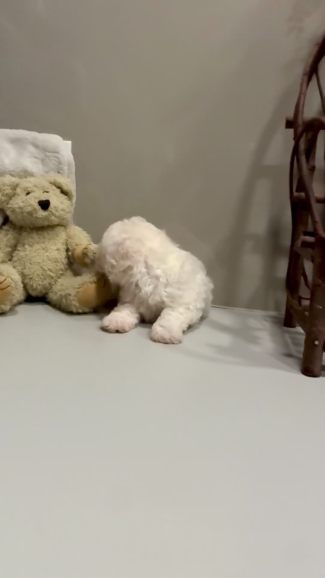Bichon Frise dogs for sale: ACA Mickey - Video 3