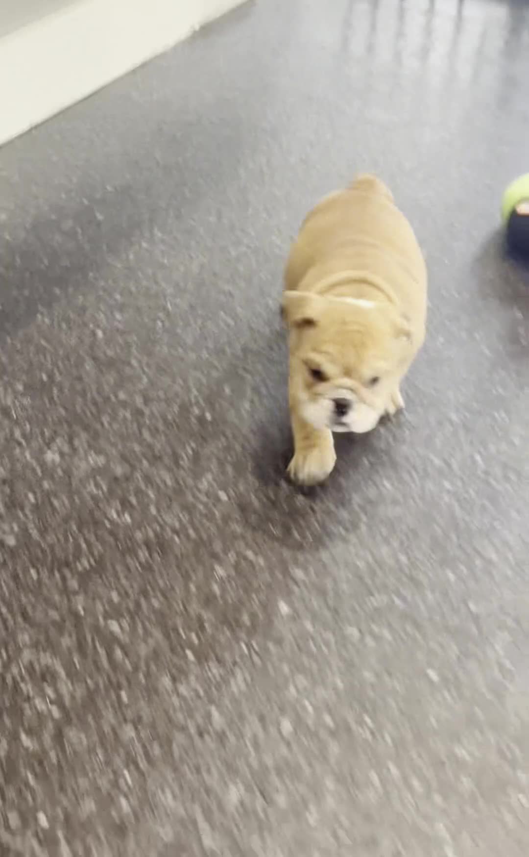 English Bulldog dogs for sale: Porkchop AKC - Video 1