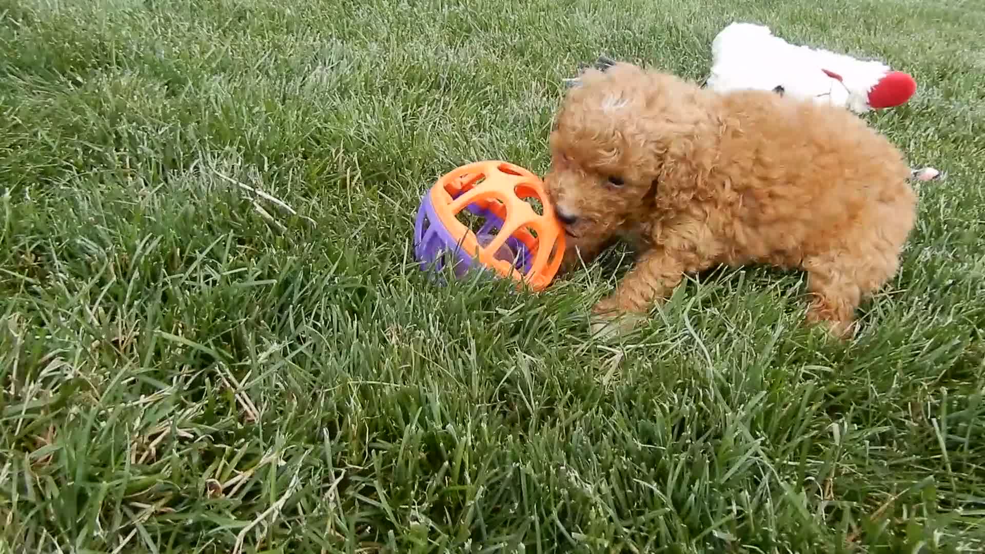 Mini Goldendoodle dogs for sale: Sasha - Video 1