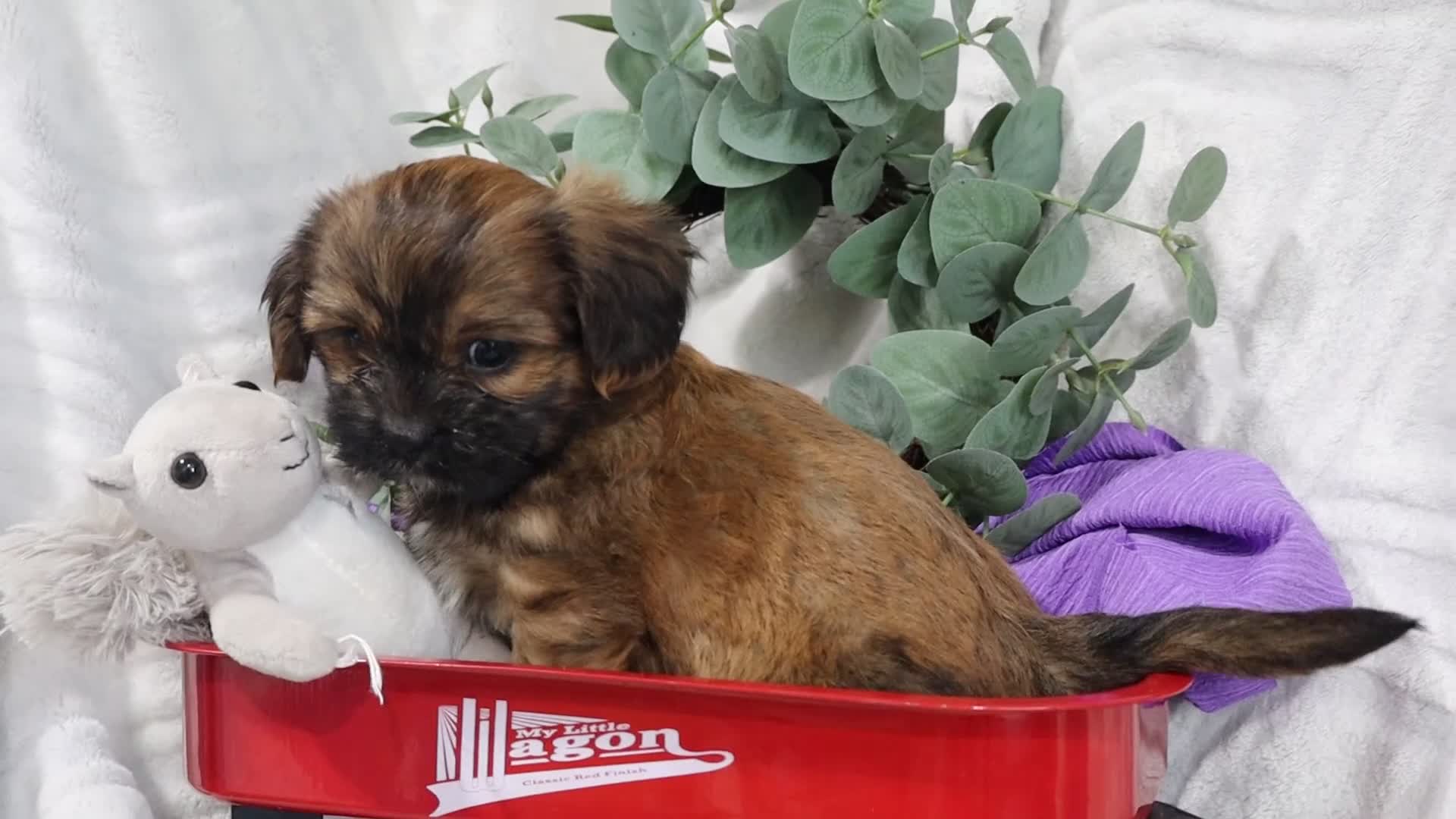 Mixed Breed dogs for sale: Briar - Video 1