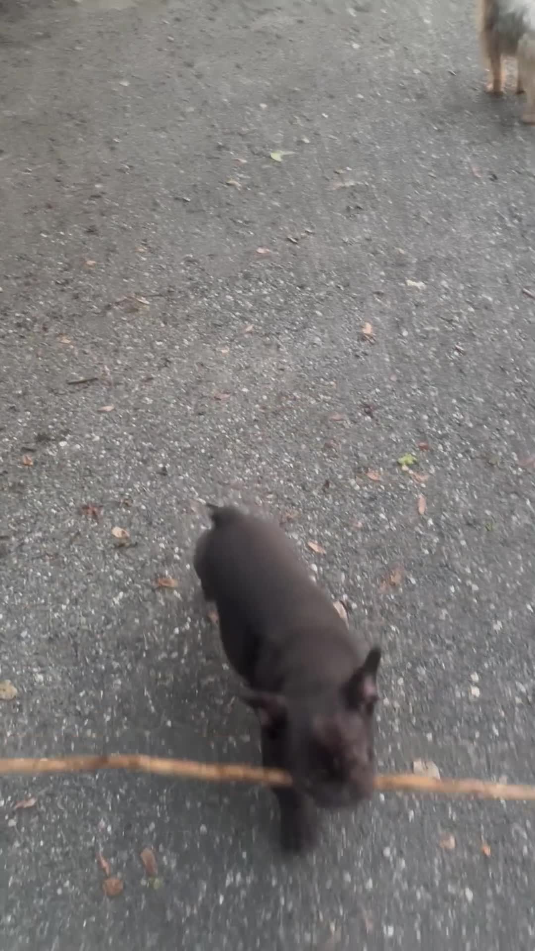 Mixed Breed dogs for sale: Paulie Frenchie-Doodle  - Video 1