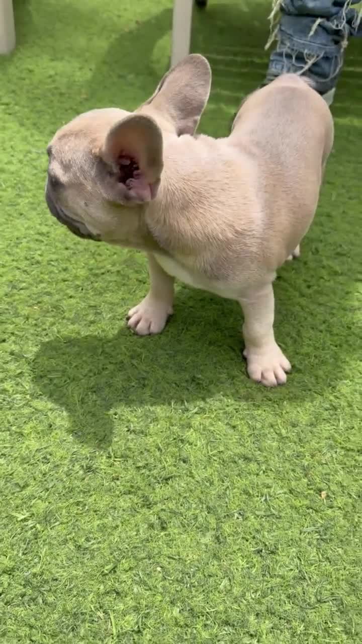 French Bulldog dogs for sale: Lilly - Video 1