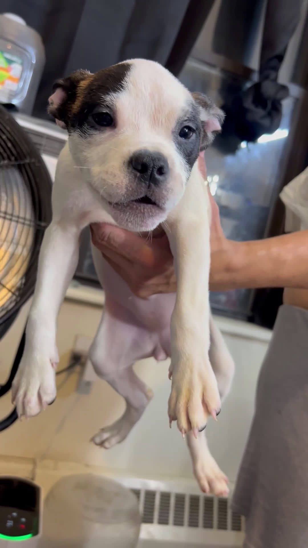 American Bully dogs for sale: American Bully Puppy 2 - Video 1