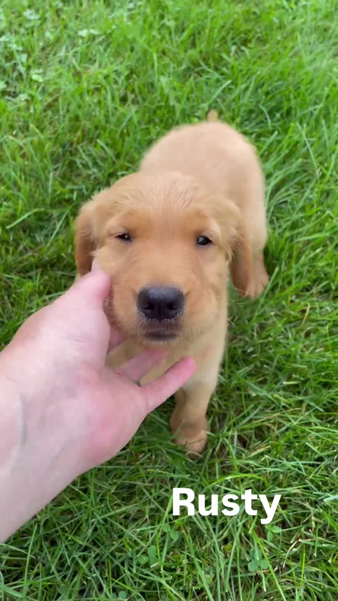 Golden Retriever dogs for sale: Rusty - Video 1