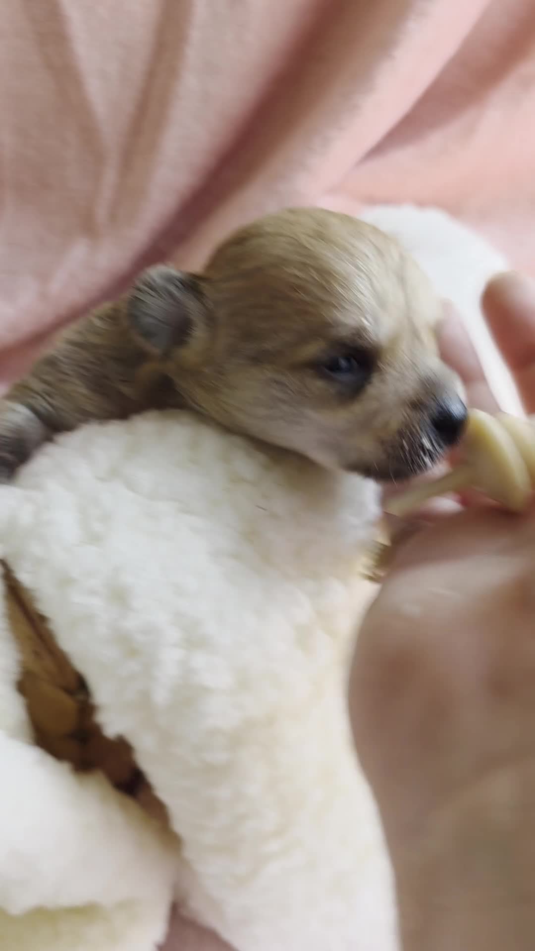 Mixed Breed dogs for sale: Button - Video 1