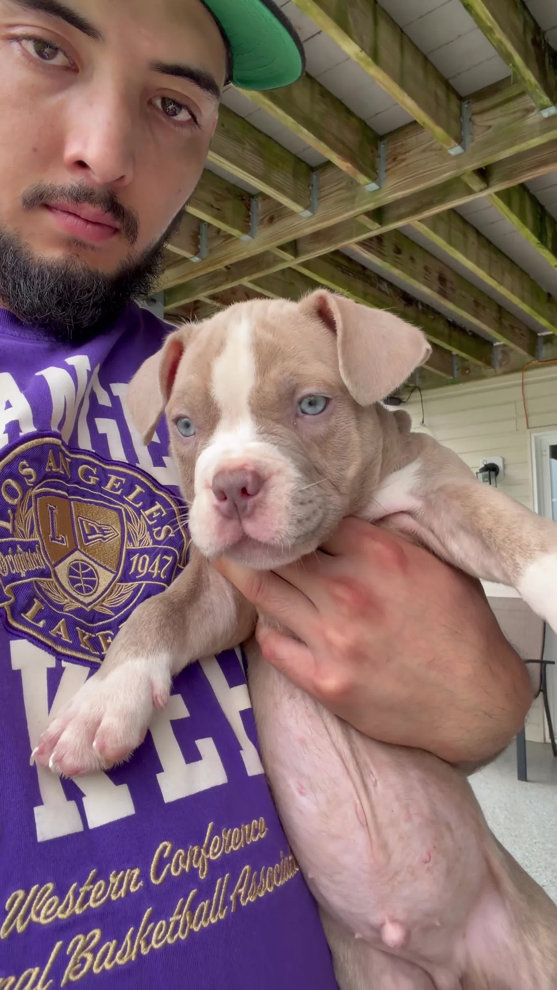 American Bully dogs for sale:  Trueno - Video 2