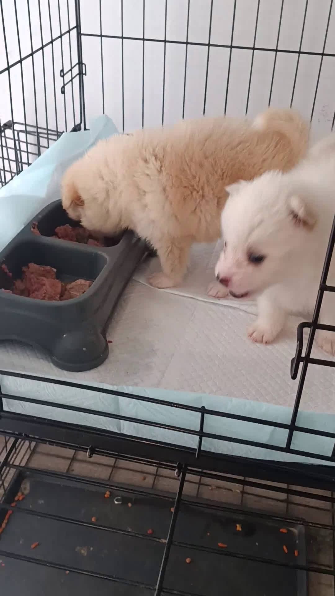 Pomeranian dogs for sale: Pomeranian Puppy 1 - Video 1