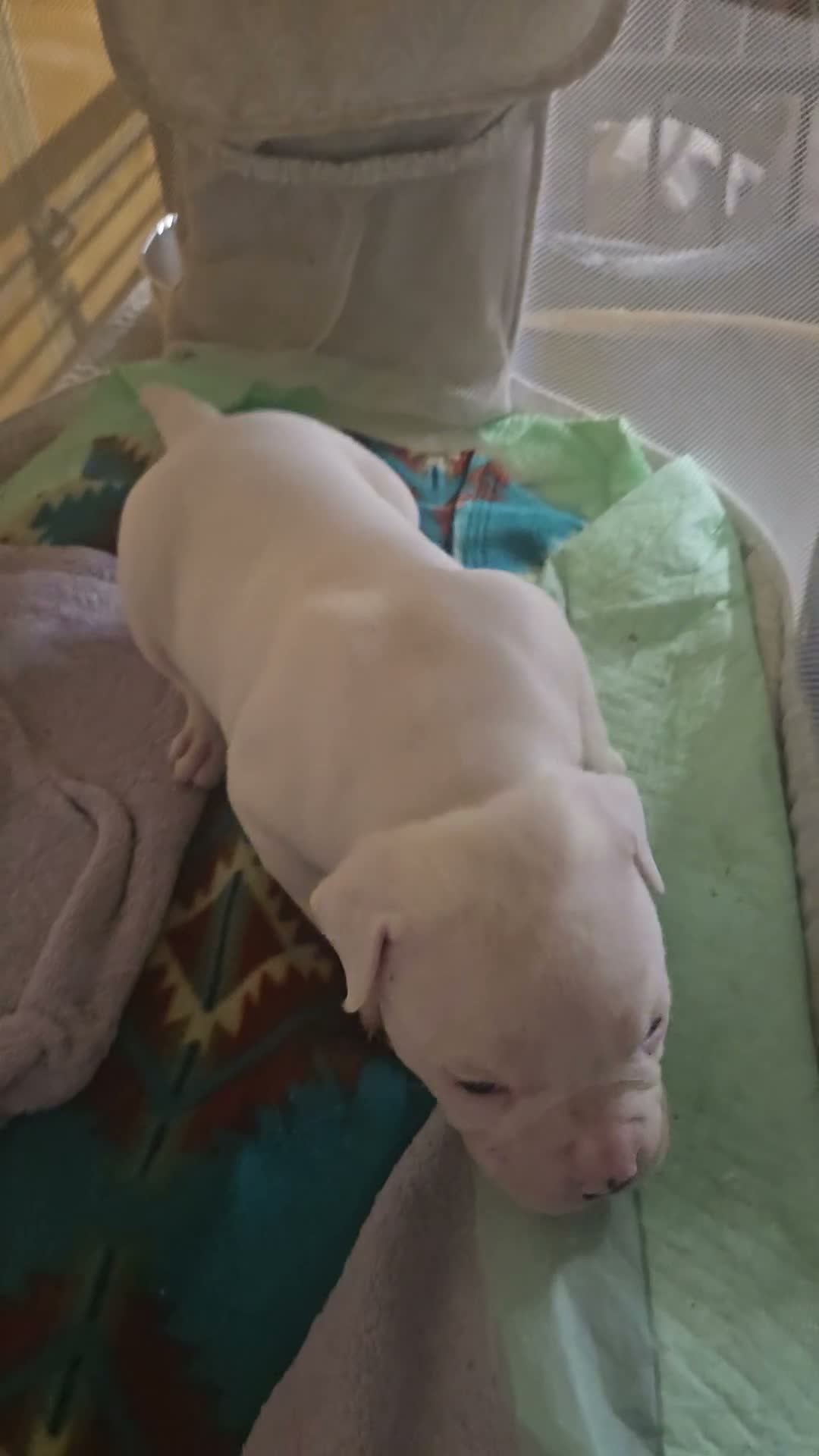 American Bulldog dogs for sale: American Bulldog 1 - Video 1