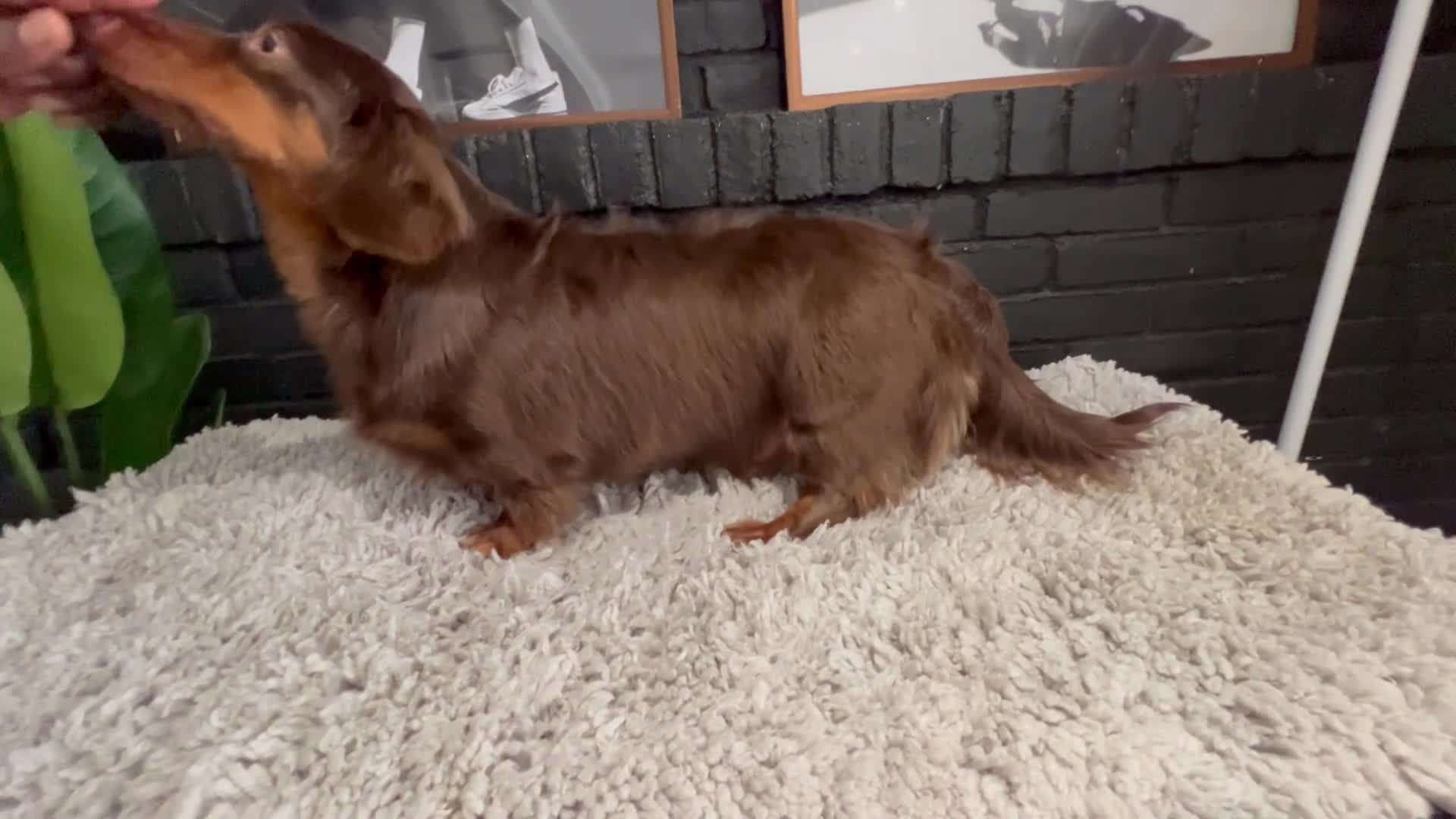 Miniature Dachshund dogs for stud: CRASH OPEN FOR STUD SERVICE  - Video 1