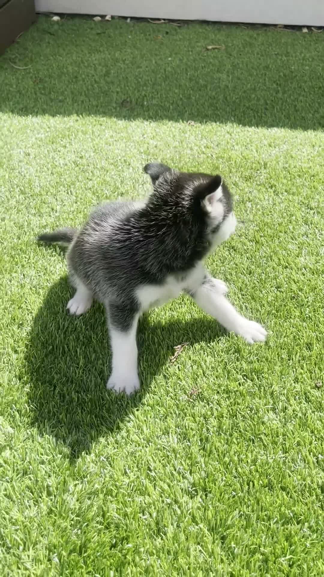 Alaskan Klee Kai dogs for sale: Baela - Video 1