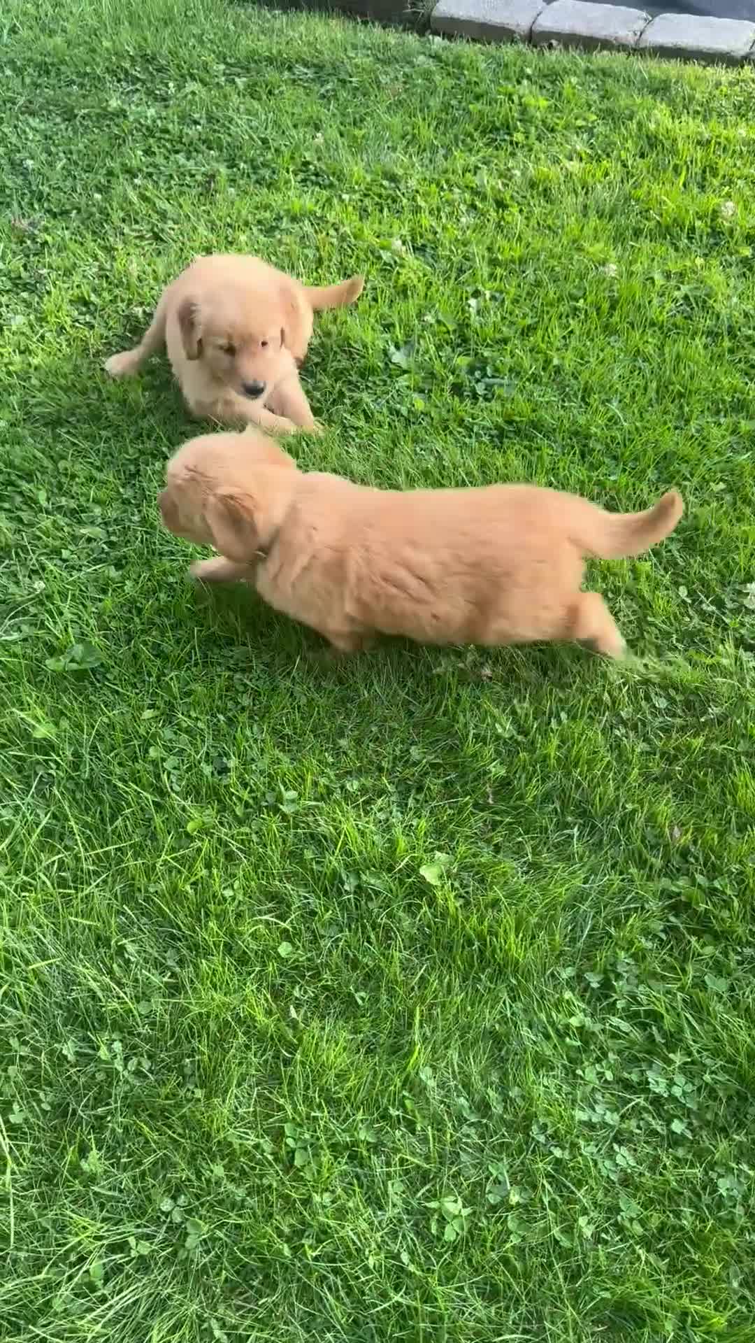 Golden Retriever dogs for sale: Peter - Video 1
