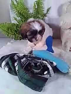 Shih Tzu dogs for sale: Astro - Video 1