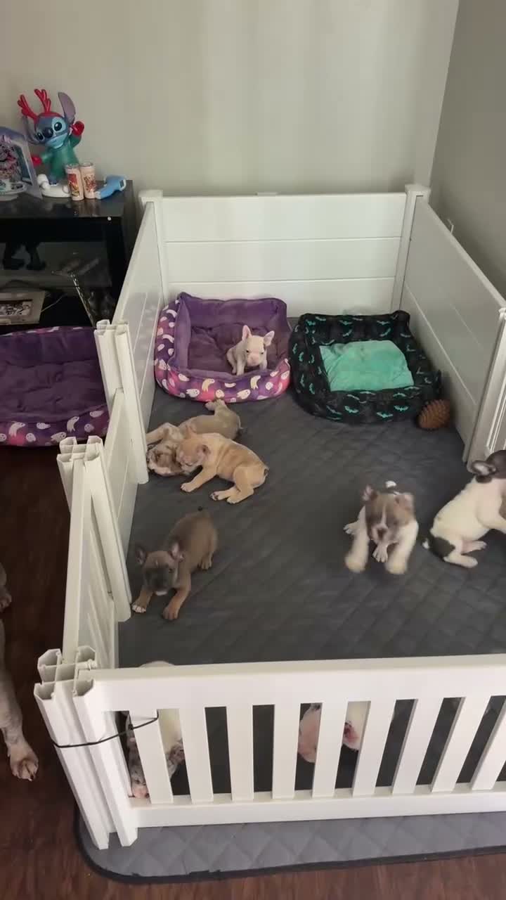 French Bulldog dogs for sale: French Bulldog 1 - Video 1