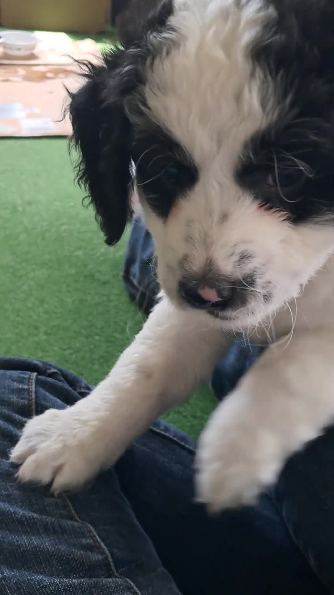 Double Doodle dogs for sale: Evie - Video 1