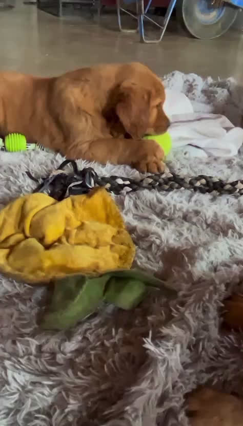 Golden Retriever dogs for sale: Murphy - Video 1